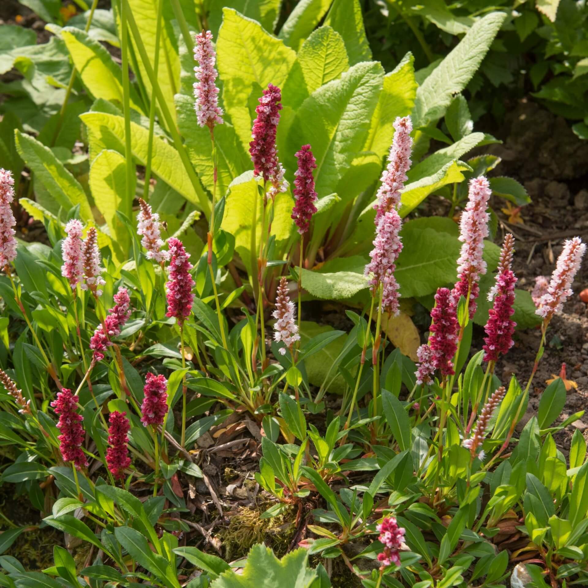 Schneckenknöterich 'Superba' (Bistorta affinis 'Superba')