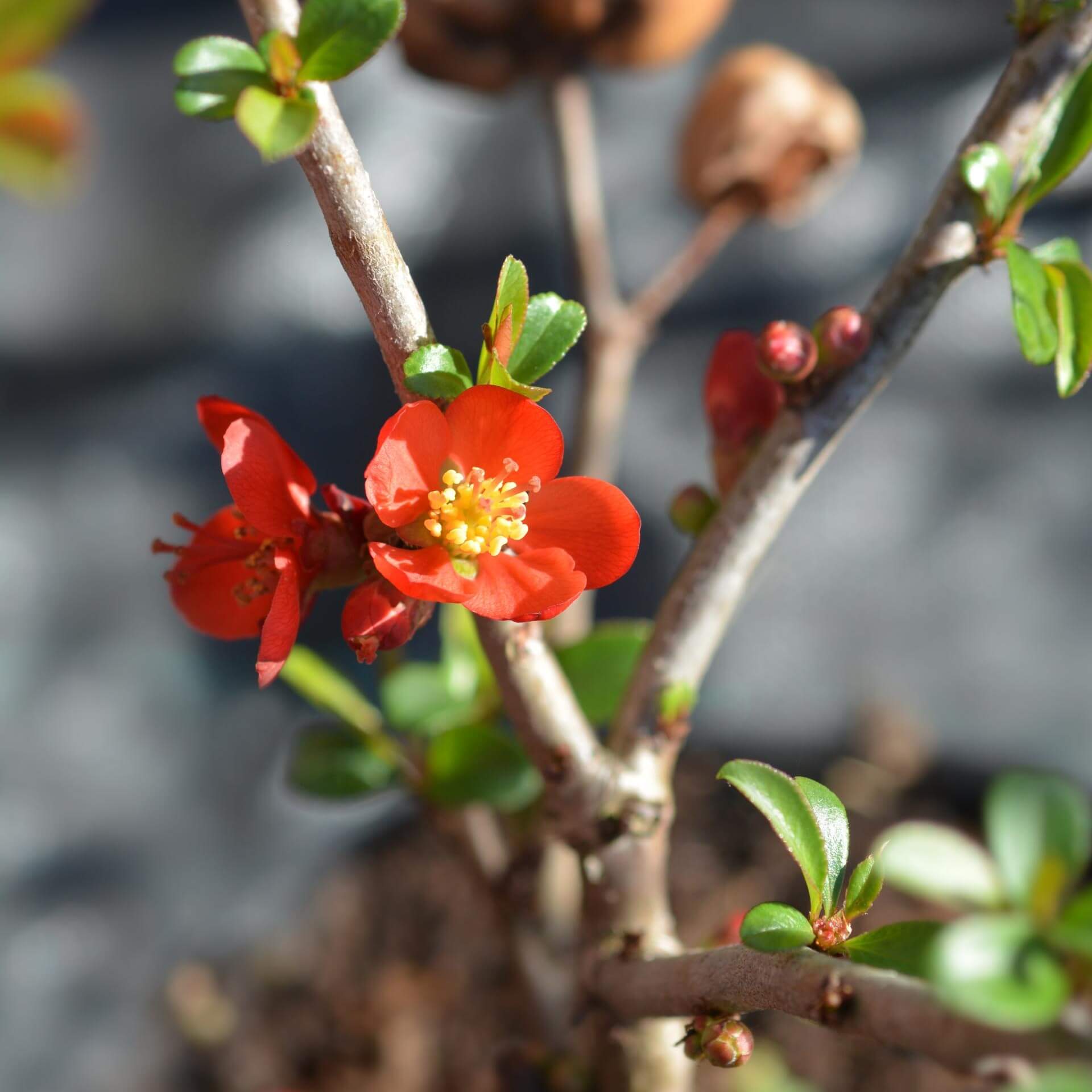 Zierquitte 'Hollandia' (Chaenomeles 'Hollandia')