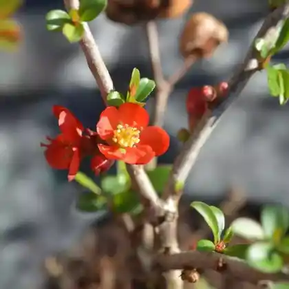 Foto von Zierquitte 'Hollandia' (Chaenomeles 'Hollandia')