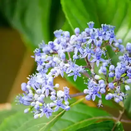 Foto von Sankt-Barbaras-Säckelblume 'Victoria' (Ceanothus impressus 'Victoria')