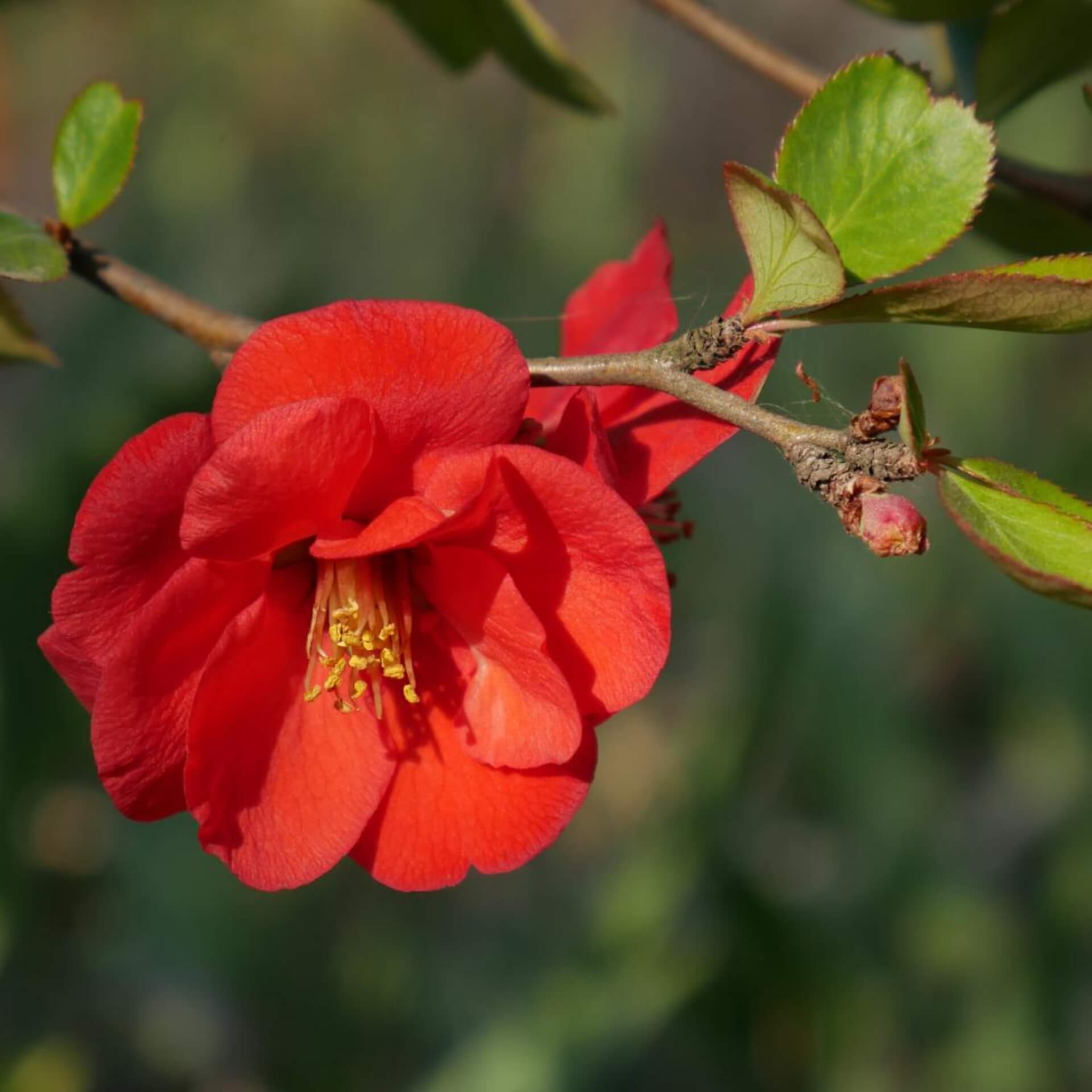 Zierquitte 'Nicoline' (Chaenomeles 'Nicoline')