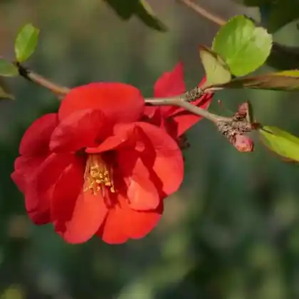 Foto von Zierquitte 'Nicoline' (Chaenomeles 'Nicoline')