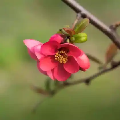 Foto von Zierquitte 'Pink Lady' (Chaenomeles 'Pink Lady')