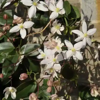Foto von Armands Waldrebe 'Appleblossom' (Clematis armandii 'Appleblossom')