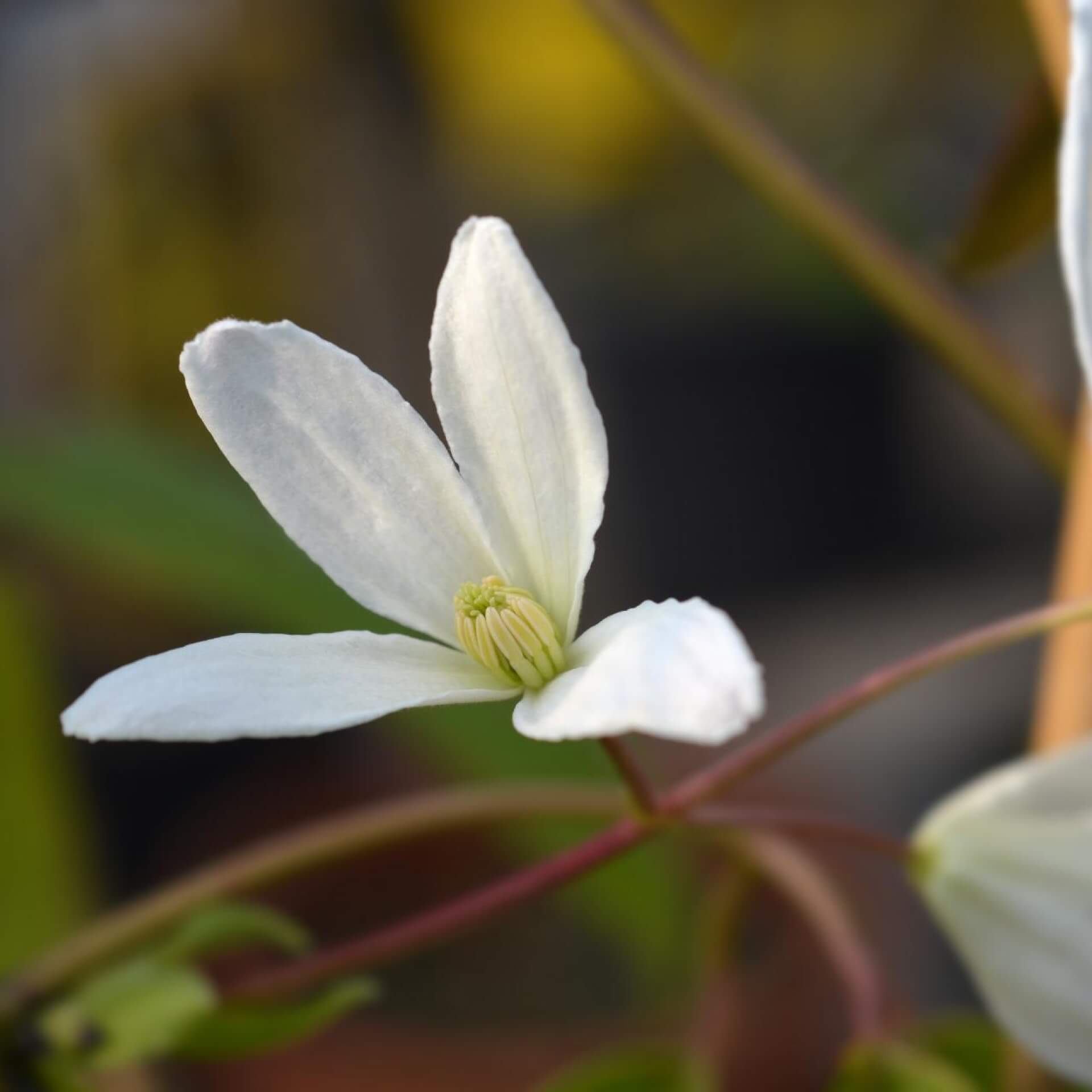 Armands Waldrebe 'Snowdrift' (Clematis armandii 'Snowdrift')