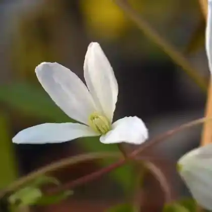 Foto von Armands Waldrebe 'Snowdrift' (Clematis armandii 'Snowdrift')