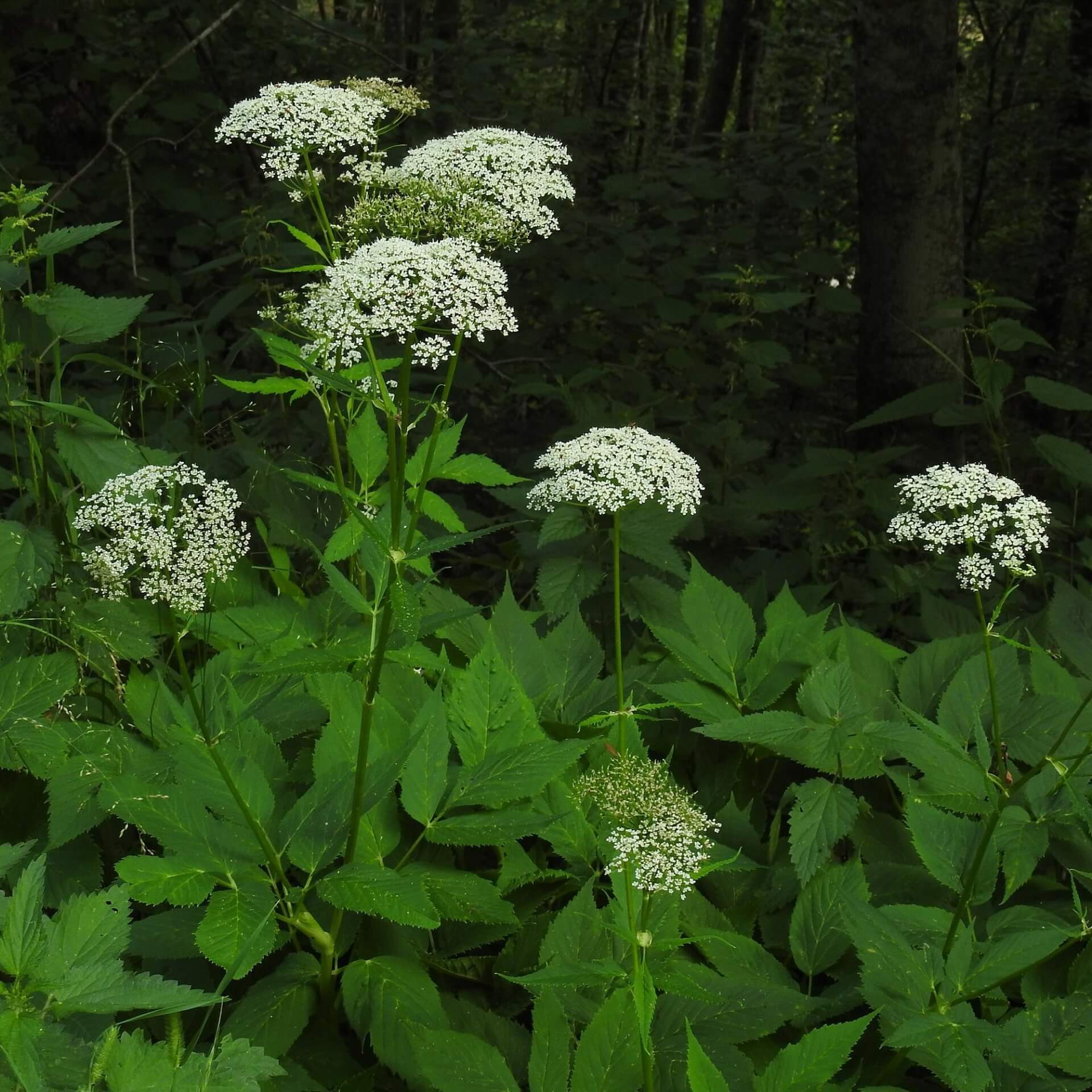 Giersch (Aegopodium podagraria)