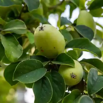 Foto von Cathaya-Scheinquitte (Chaenomeles cathayensis)
