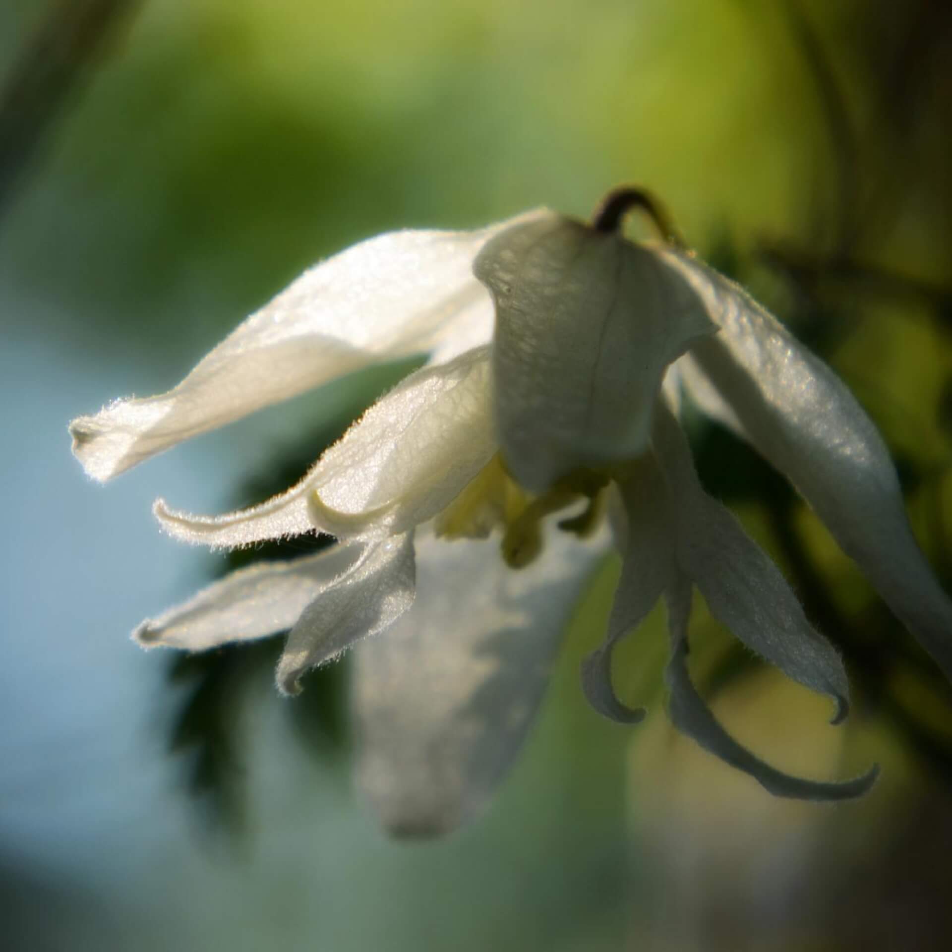 Großblumige Waldrebe 'White Swan' (Clematis macropetala 'White Swan')