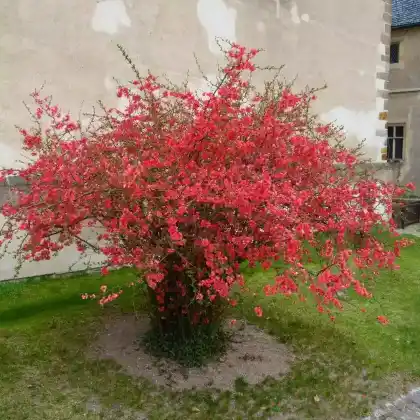 Foto von Japanische Zierquitte (Chaenomeles japonica)