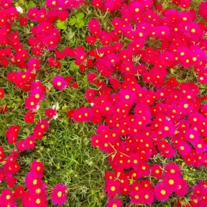Foto von Mittagsblume 'Red Mountain' (Delosperma dyeri 'Red Mountain')