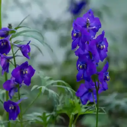 Foto von Verzweigter Rittersporn 'Atlantis' (Delphinium x belladonna 'Atlantis')