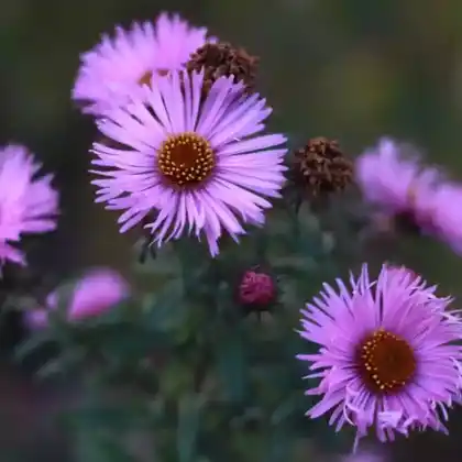 Foto von Prächtiges Berufkraut 'Pink Jewel' (Erigeron speciosus 'Pink Jewel')
