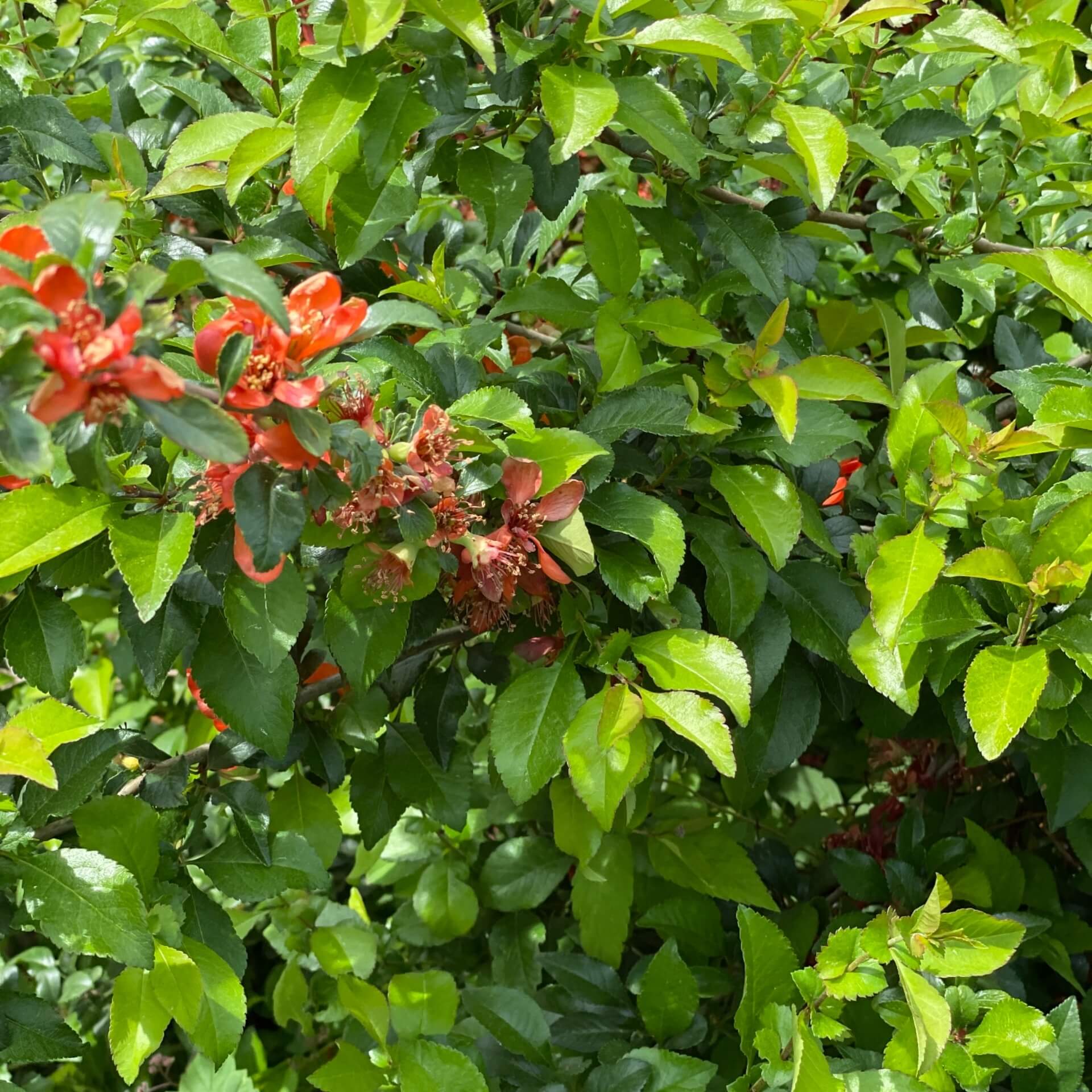 Chinesische Zierquitte (Chaenomeles speciosa)