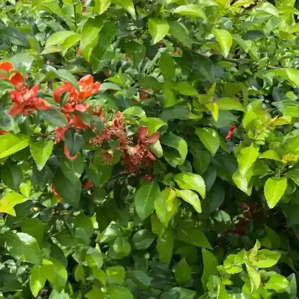Foto von Chinesische Zierquitte (Chaenomeles speciosa)