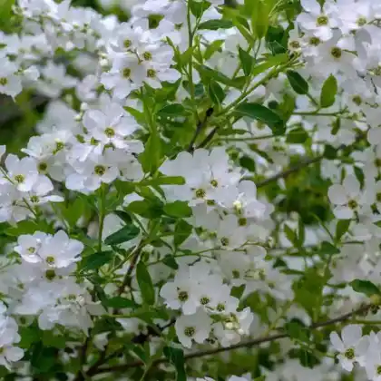 Foto von Sparrige Prunkspiere 'Snow Mountain' (Exochorda racemosa 'Snow Mountain')
