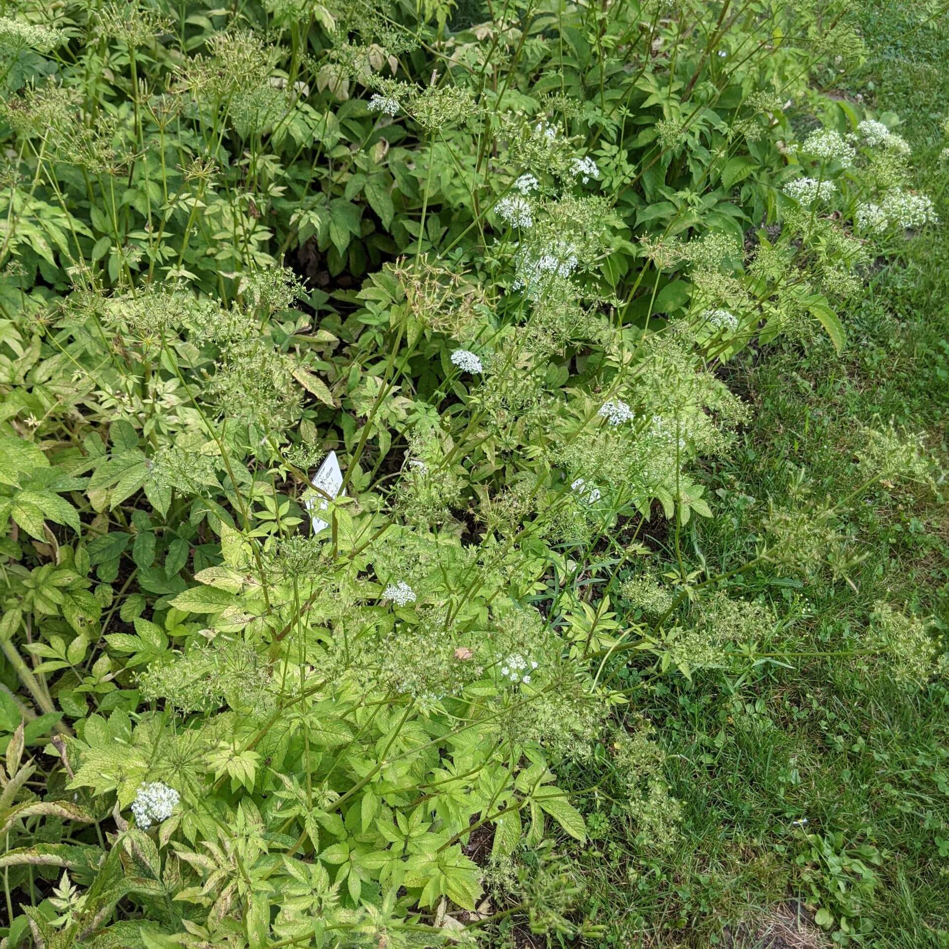 Gewürz-Kälberkropf (Chaerophyllum aromaticum)