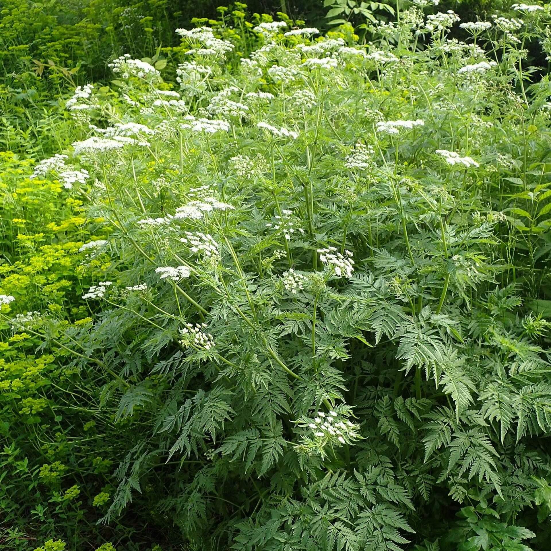 Gold-Kälberkropf (Chaerophyllum aureum)