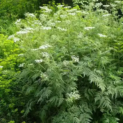 Foto von Gold-Kälberkropf (Chaerophyllum aureum)