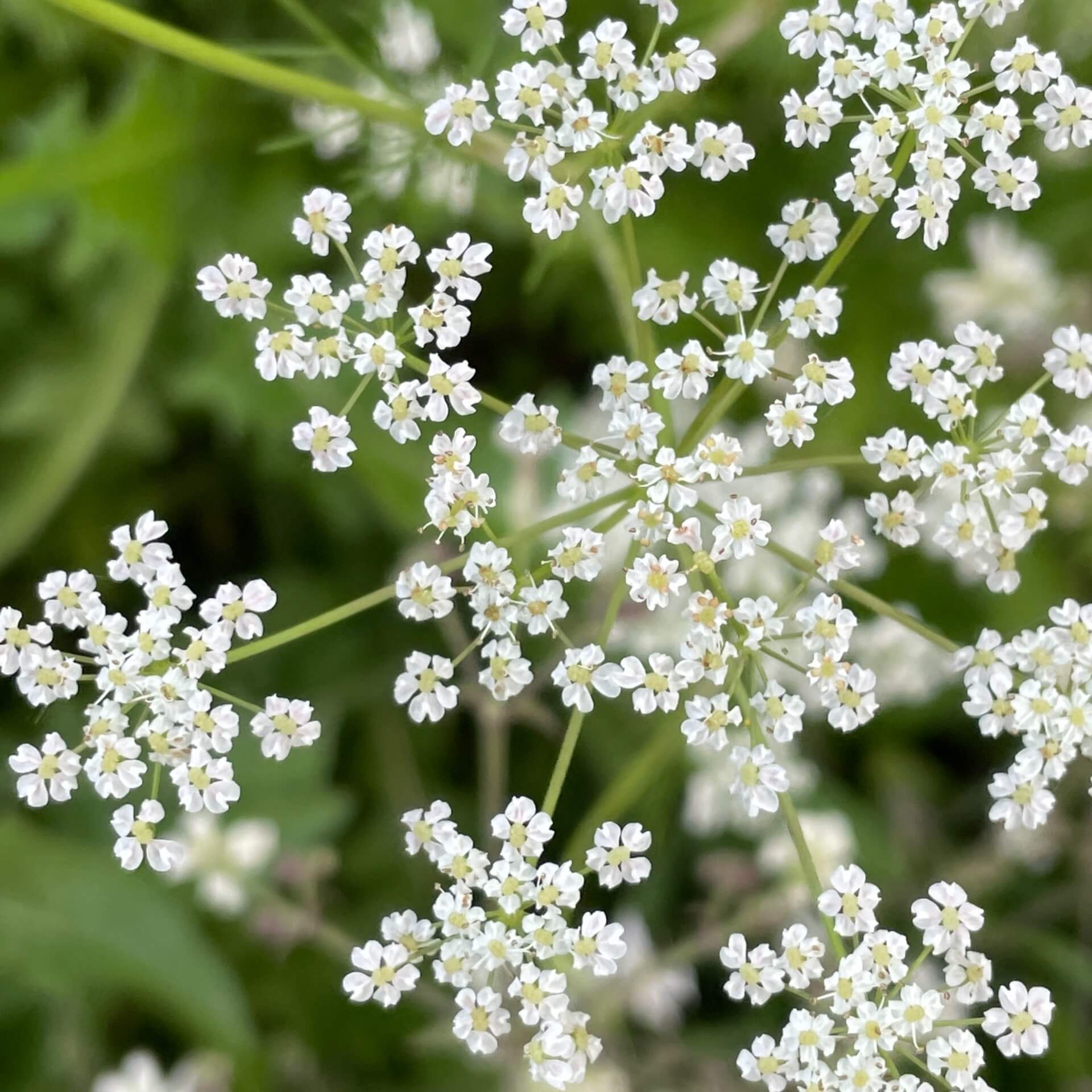 Knolliger Kälberkropf (Chaerophyllum bulbosum)