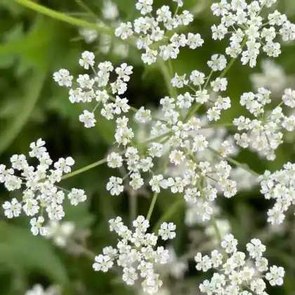 Foto von Knolliger Kälberkropf (Chaerophyllum bulbosum)