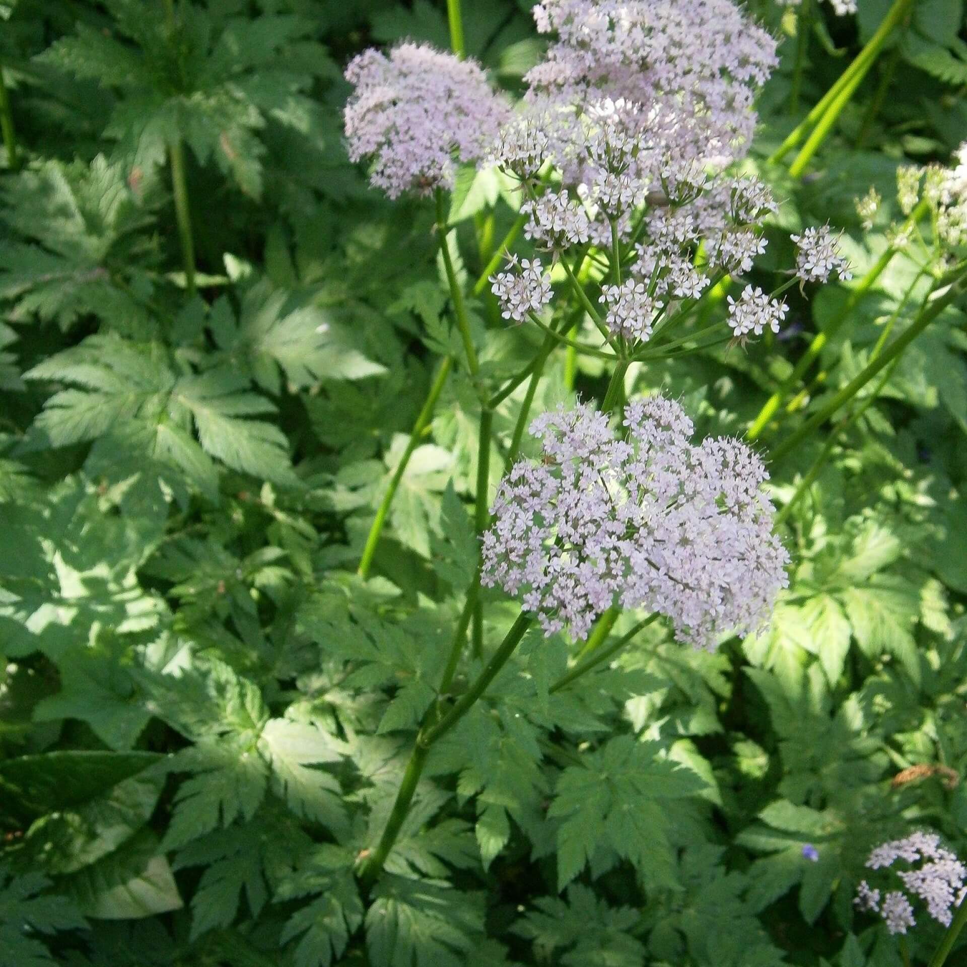 Behaarter Kälberkropf (Chaerophyllum hirsutum)