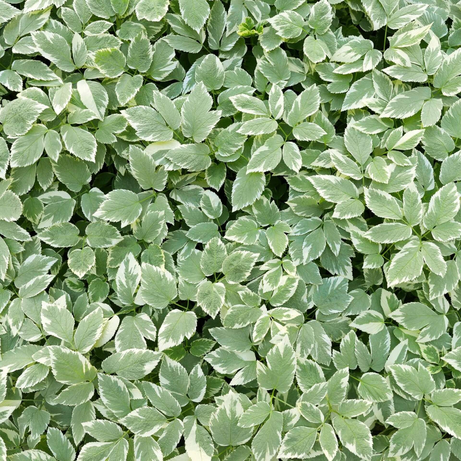 Weißbunter Giersch 'Variegata' (Aegopodium podagraria 'Variegata')