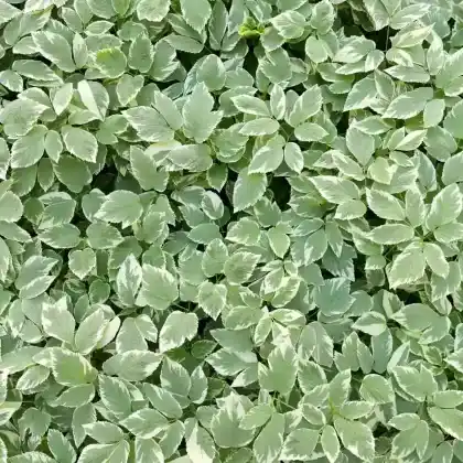 Foto von Weißbunter Giersch 'Variegata' (Aegopodium podagraria 'Variegata')