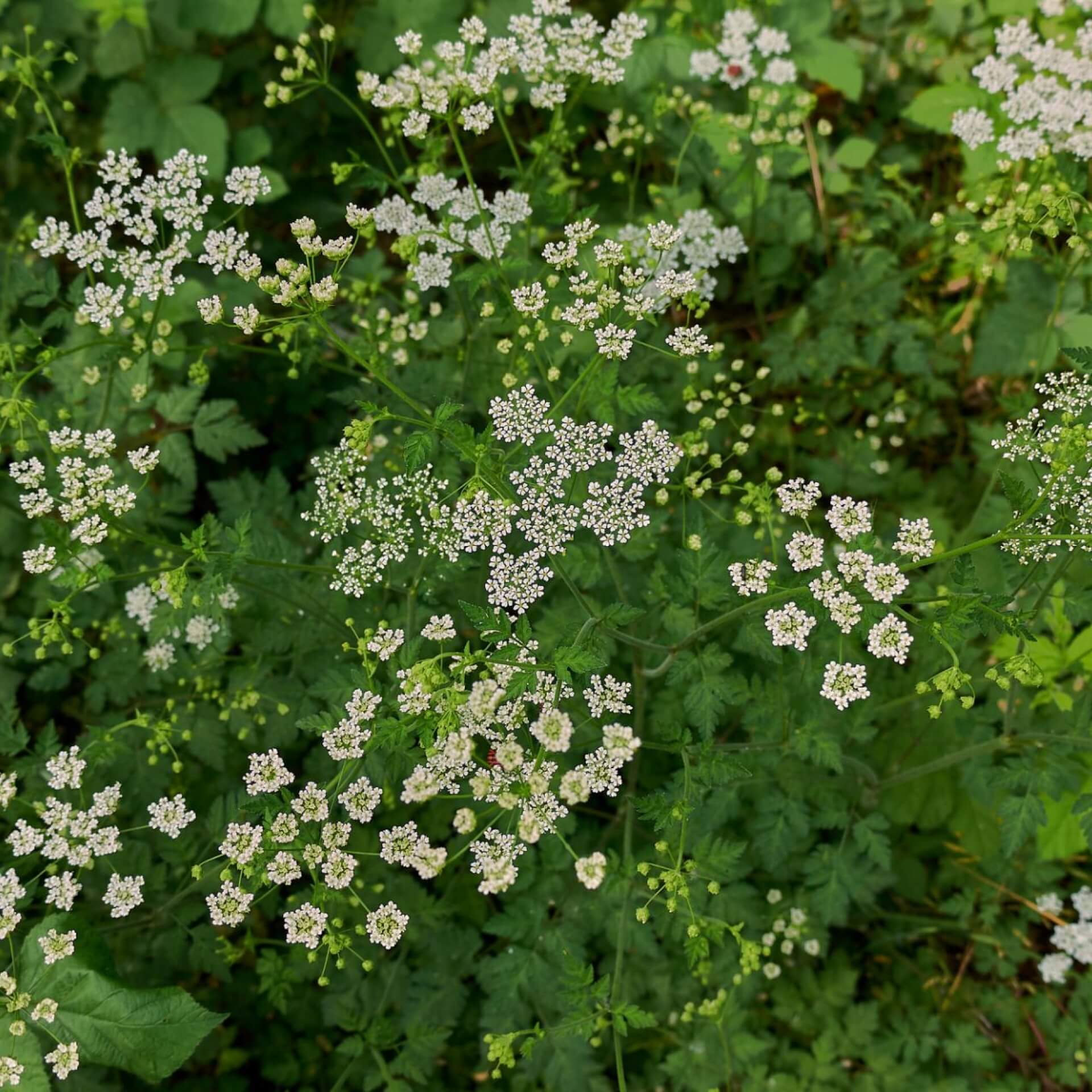 Hecken-Kälberkropf (Chaerophyllum temulum)