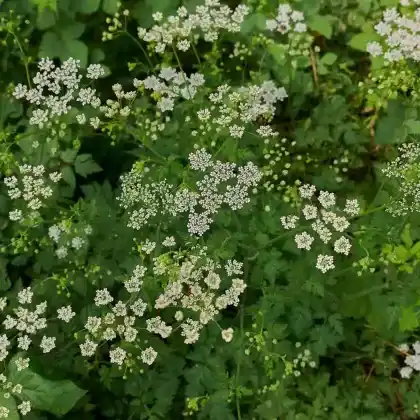 Foto von Hecken-Kälberkropf (Chaerophyllum temulum)