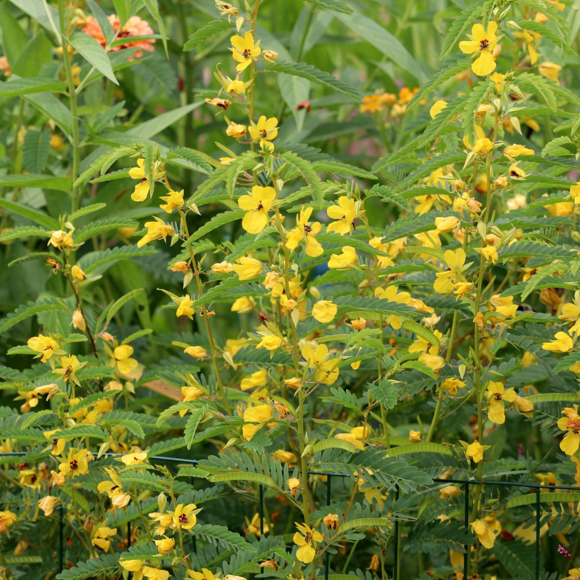 Mimosenblättrige Gewürzrinde (Chamaecrista fasciculata)