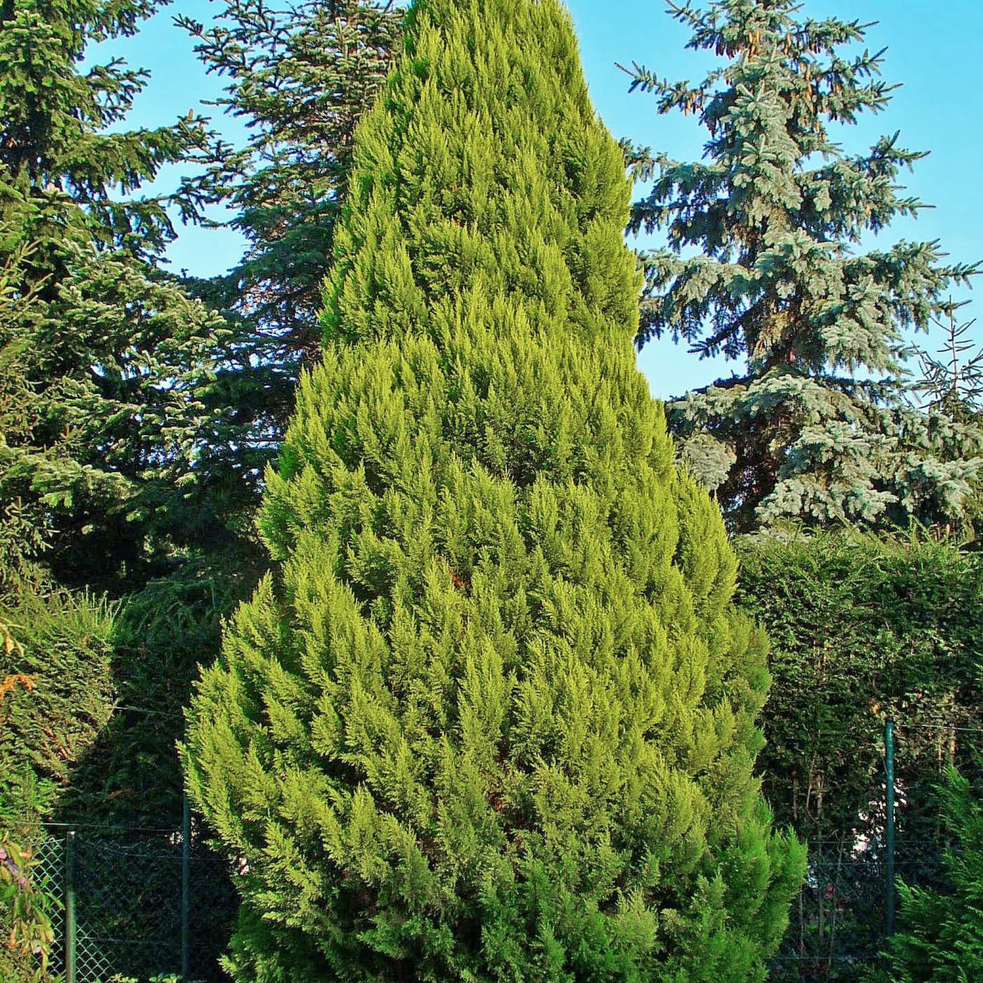 Lawsons Scheinzypresse (Chamaecyparis lawsoniana)