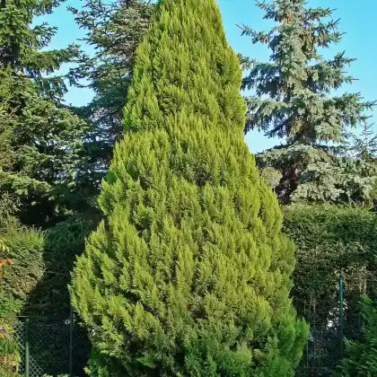 Foto von Lawsons Scheinzypresse (Chamaecyparis lawsoniana)