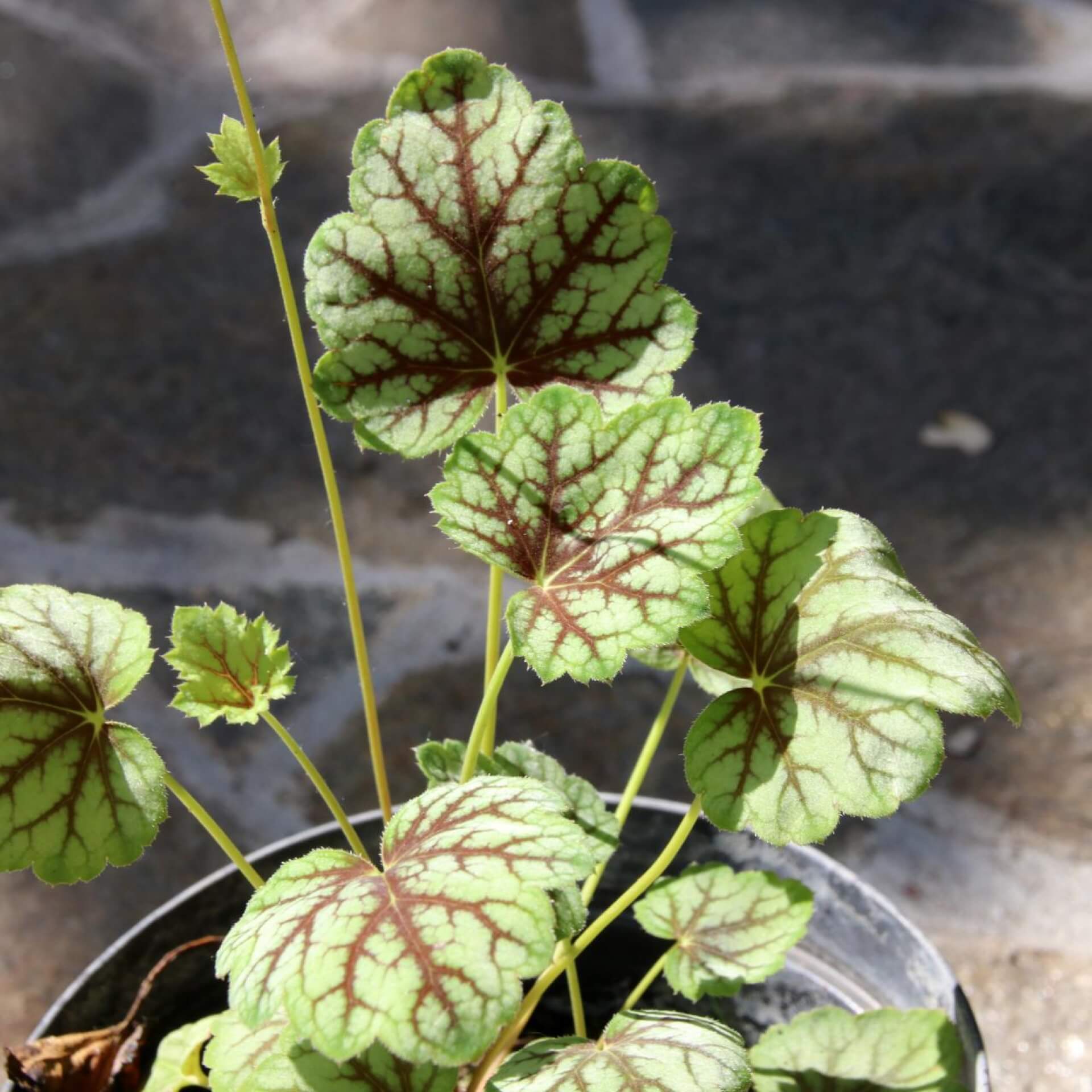 Hohes Purpurglöckchen 'Green Spice' (Heuchera americana 'Green Spice')