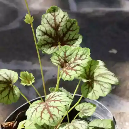 Foto von Hohes Purpurglöckchen 'Green Spice' (Heuchera americana 'Green Spice')
