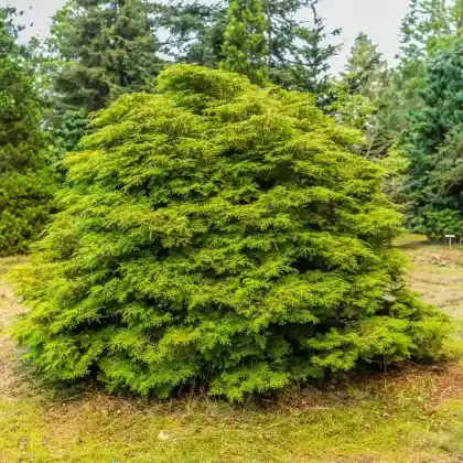 Foto von Hinoki-Scheinzypresse (Chamaecyparis obtusa)