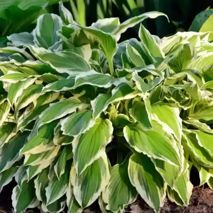 Foto von Schneefeder-Funkie 'Albomarginata' (Hosta undulata 'Albomarginata')