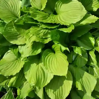 Foto von Schneefeder-Funkie 'Erromena' (Hosta undulata 'Erromena')