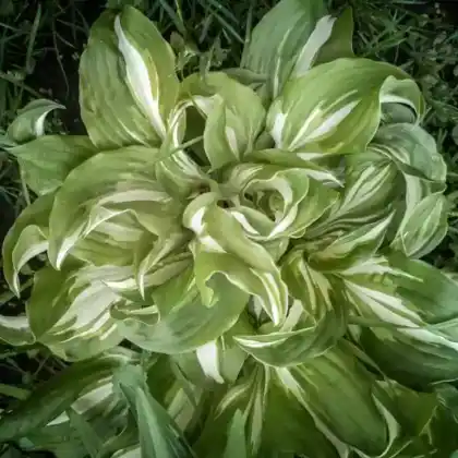 Foto von Schneefeder-Funkie 'Mediovariegata' (Hosta undulata 'Mediovariegata')