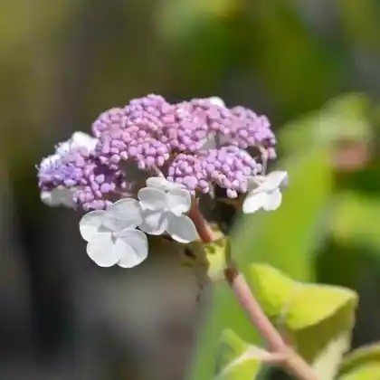 Foto von Raue Hortensie 'Macrophylla' (Hydrangea aspera 'Macrophylla')