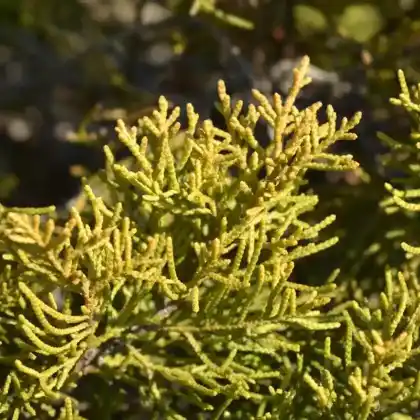 Foto von Chinesischer Wacholder 'Old Gold' (Juniperus media 'Old Gold')
