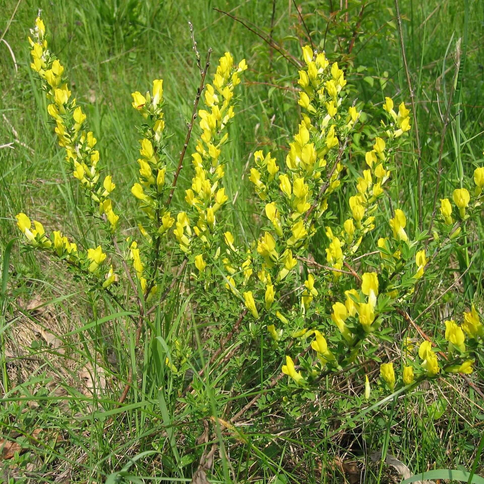 Regensburger Zwergginster (Chamaecytisus ratisbonensis)