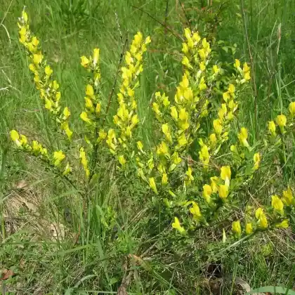 Foto von Regensburger Zwergginster (Chamaecytisus ratisbonensis)