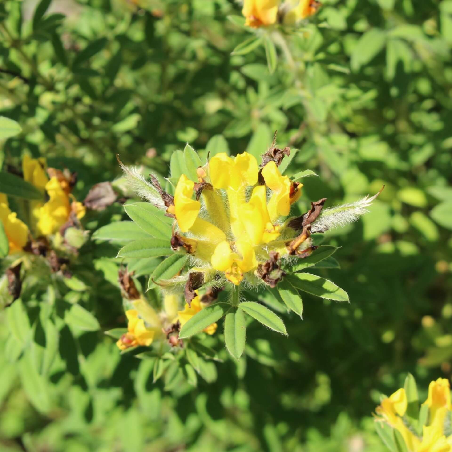 Kopf-Zwergginster (Chamaecytisus supinus)