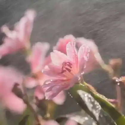 Foto von Bitterwurz 'Little Plum' (Lewisia longipetala 'Little Plum')