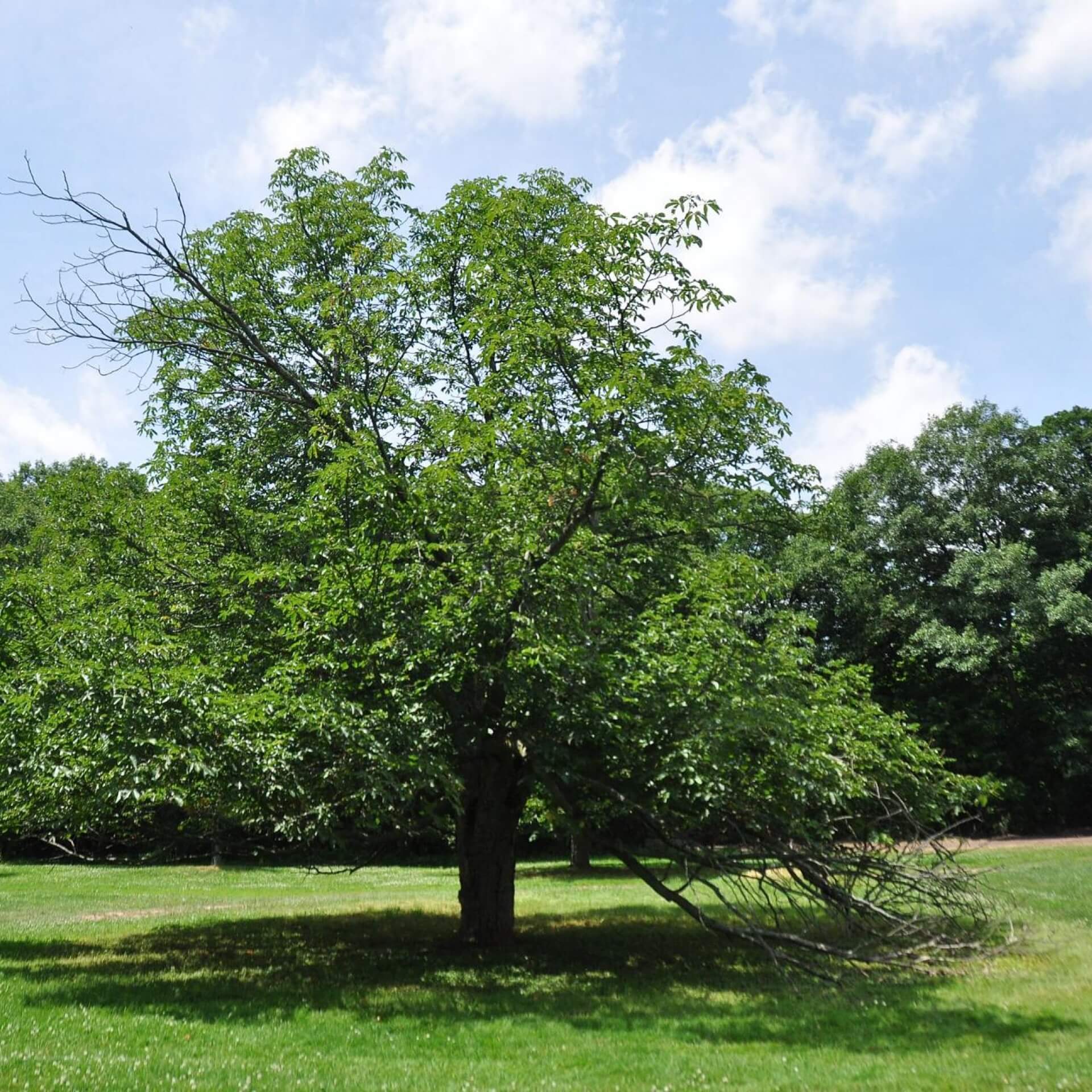 Rotblühende Roßkastanie 'Briotii' (Aesculus x carnea 'Briotii')