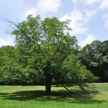 Foto von Rotblühende Roßkastanie 'Briotii' (Aesculus x carnea 'Briotii')