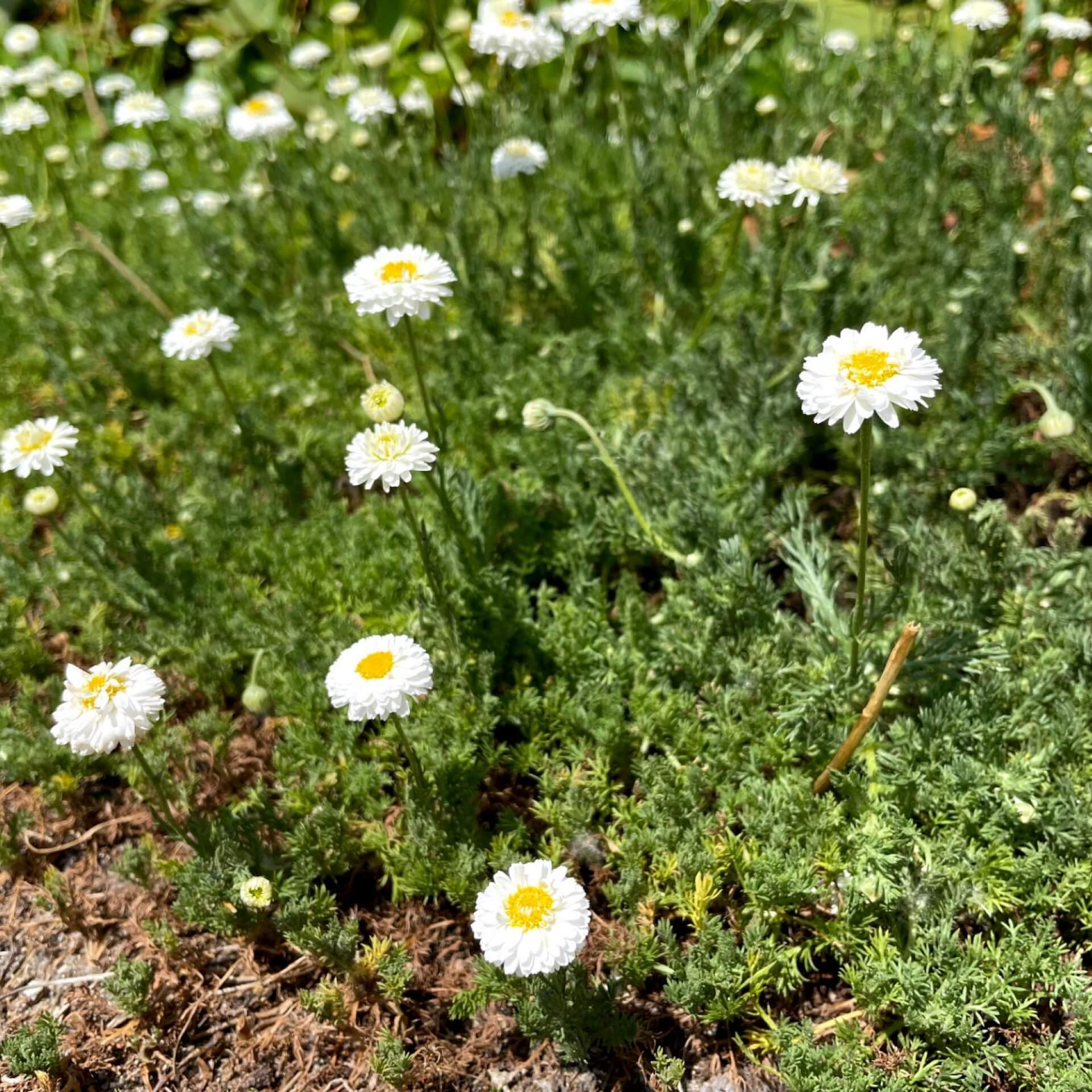 Römische Scheinkamille (Chamaemelum nobile)