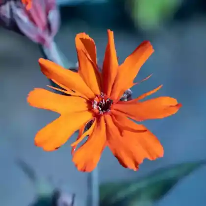 Foto von Lichtnelke 'Vesuvius' (Lychnis x arkwrightii 'Vesuvius')