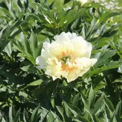 Foto von Pfingstrosen Itoh-Hybride 'Bartzella' (Paeonia Itoh-Hybride 'Bartzella')